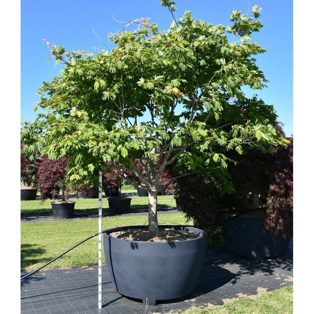 Japansk lönn – Acer palmatum 'Autumn Red' - C 1040 Decopot 250-300 cm.